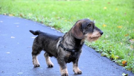 Dachshunds berambut kawat: jenis, sifat dan ciri penjagaan