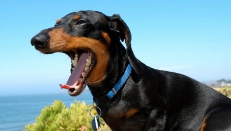أسنان الكلب الألماني: عندما يتغيرون في جرو وكيف يعتنون بهم؟