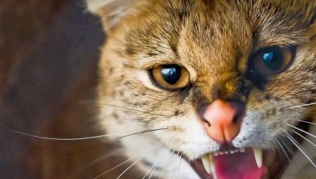 Aggression hos katte og katte: de vigtigste årsager og måder at løse problemet på