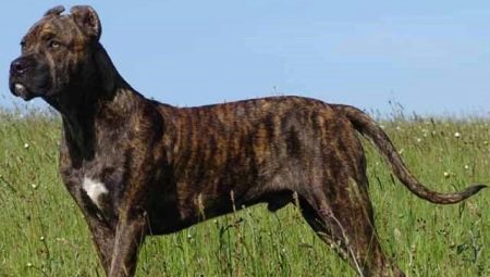 Кучето Алан: как изглежда породата, описание на характера и нюансите на съдържанието