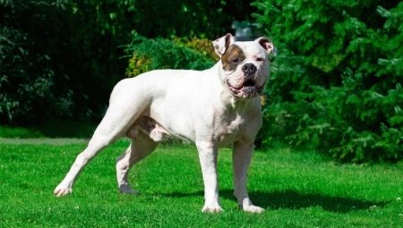 American Bulldog: breed description, nature and content