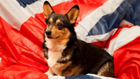 Engelse hondennamen: beste opties