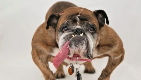 Angol bulldog: fajta leírás, várható élettartam és karbantartás