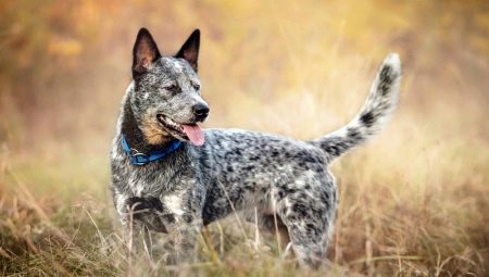 Austrálski pasúce sa psy: história chovu, temperament a pravidlá starostlivosti