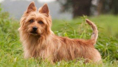 Australian Terriers: breed description and content