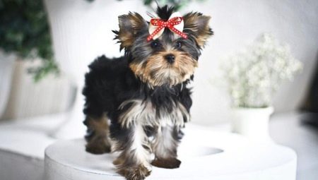 Baby Face a Yorkshire Terriers