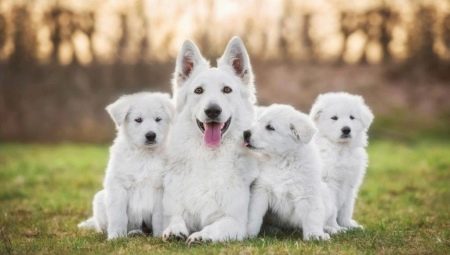 Hvite hunder: fargefunksjoner og populære raser