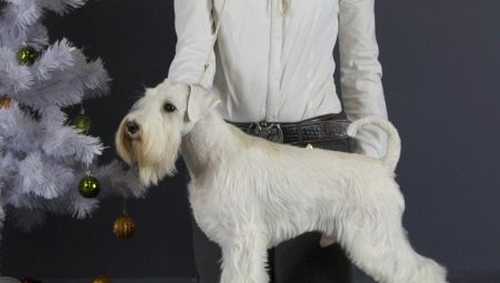 White miniature schnauzer: how it looks and how to care for it?