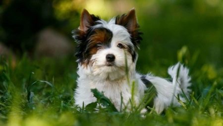 White Yorkshire Terrier: what does it look like, how to choose a puppy and care for him?