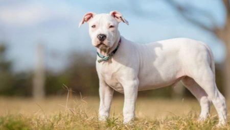 Fehér Staffordshire-terrier: a kutyaápolás leírása és titka