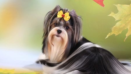 Biver-Yorkshire Terrier: how it looks and how to contain it?