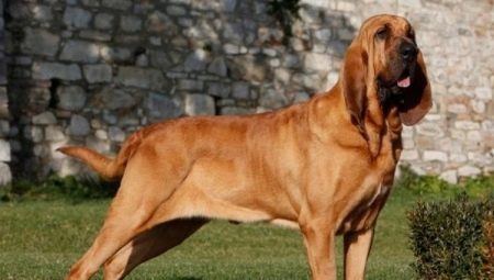 Bloodhounds: aprašymas, maitinimas ir priežiūra