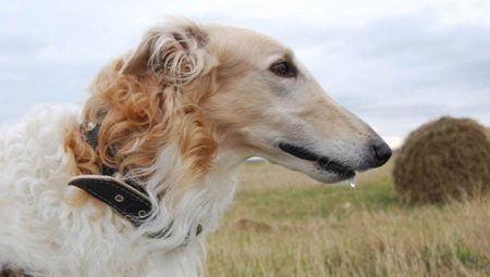 Borzoi-honden: beschrijving, soorten en regels voor onderhoud