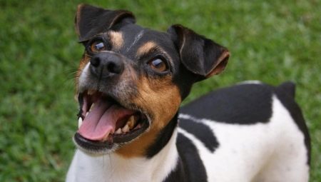 Brazilian Terrier: breed description, maintenance and care