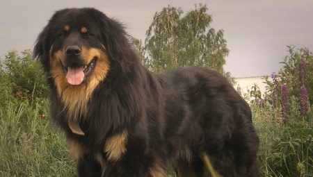 Buryat- מונגול wolfhounds: ההיסטוריה של גזע, מזג, בחירת שמות, את היסודות של טיפול