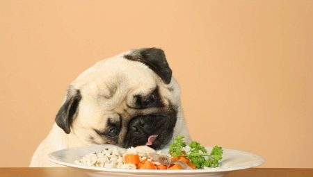 ¿Qué y cómo alimentar a un pug?