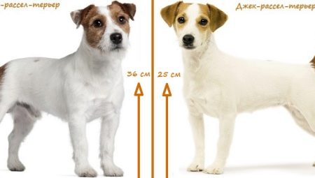 Koks skirtumas tarp „Parson Russell Terrier“ ir „Jack Russell Terrier“?