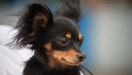 Svarte russiske leketøyterrierere: hvordan ser hundene ut og hvordan skal de bry seg om dem?