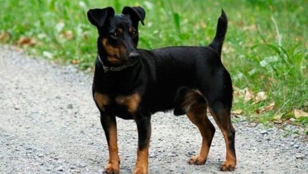 Black Jack Russell Terrier: egenskaper av utseende og innholdsregler
