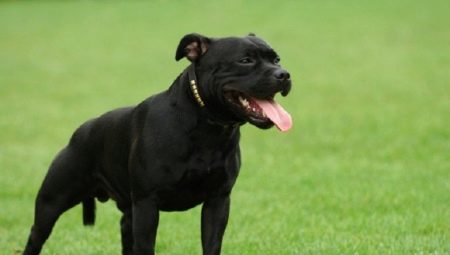 Black Staffordshire Terrier: ¿cómo mirar y cómo cuidar de él?