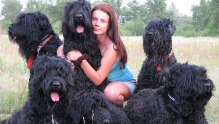 Black Terrier: breed description and secrets of content