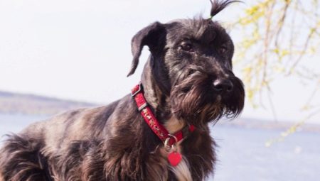 Tcheco Terrier: características da raça, personagem, cortes de cabelo e conteúdo