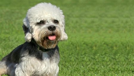 Dandie Dinmont טרייר: תכונות גזע וטיפול הכלב טיפים