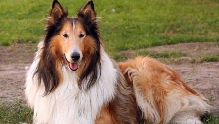 Long-haired collie: characteristics and content of the breed