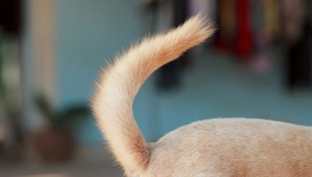 What does a dog need a tail for?