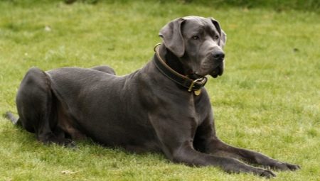 Německá doga: typy a doporučení pro chov psů