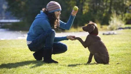 Filhotes de treinamento e cães adultos: recursos e comandos básicos
