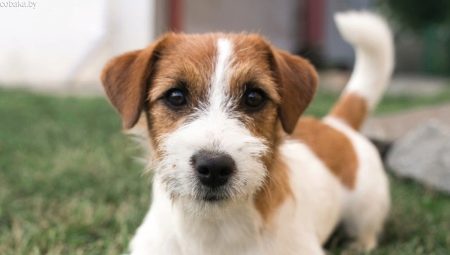 Jack Russell Terrier trencat: característiques com la llana, els gossos de neteja