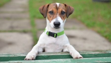 Jack Russell Terrier: descrierea rasei, caracterul, standardele și conținutul