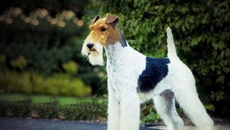 Fox Terrier: regras de conteúdo e uma variedade de apelidos