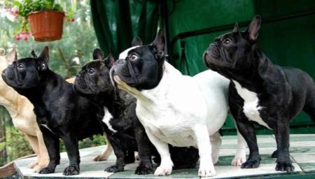 Francia Bulldog: Minden fajta információ