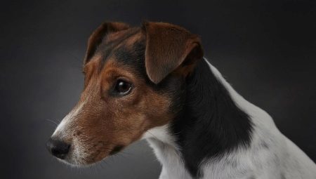 Smooth-haired Fox Terriers: how to look and how to contain them?