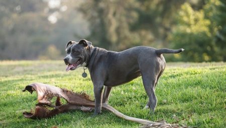 Câini cu câini de rasă netedă: descriere și nuanțe de îngrijire