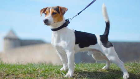 Smooth Jack Russell Terrier: appearance, nature and rules of care