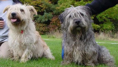Glen of Imaal Terrier: keterangan baka dan penjagaan anjing Ireland