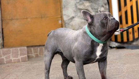 Spiksplinternieuw Blauwe Franse Bulldog (20 foto's): beschrijving van puppy's van PS-05