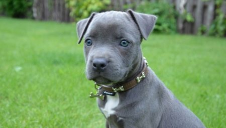 Blue Staffordshire Terrier: كيف يبدو وكيف يهتم به؟