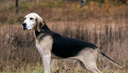 Hounds of dogs: varieties of breeds, especially their content