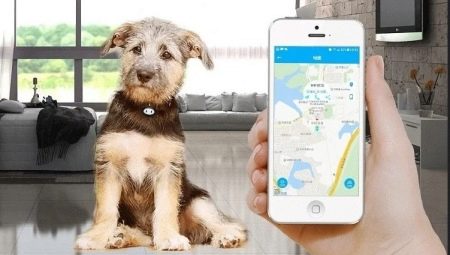 עוקבים GPS עבור כלבים: מדוע יש צורך וכיצד לבחור אותם?