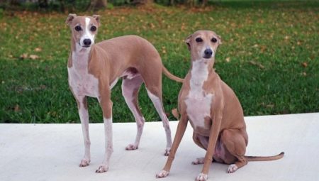 Greyhound: beschrijving en inhoud van het ras