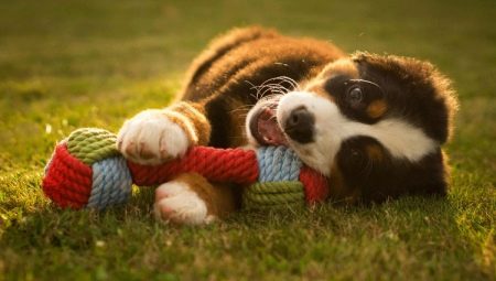 Köpek oyuncakları: çeşitleri ve seçenekleri