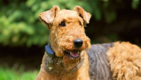 Irish Terrier: variety, rules of care and feeding