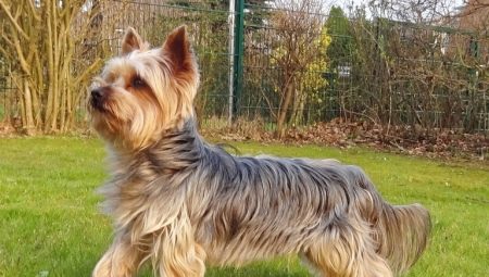 The history of the origin of the breed Yorkshire Terrier