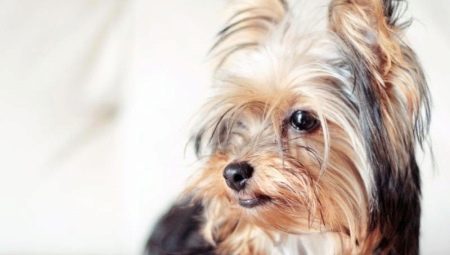 Yorkshire Terriers: breed standards, character, varieties and contents