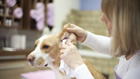 Hoe de oren van een hond thuis te reinigen?