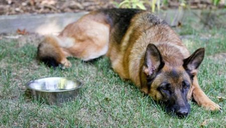 How and what to feed a German shepherd?